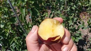 Слива Эрли Квин (Early Queen) 1.07.2025