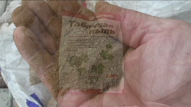 Табачная пыль против крестоцветной блошки