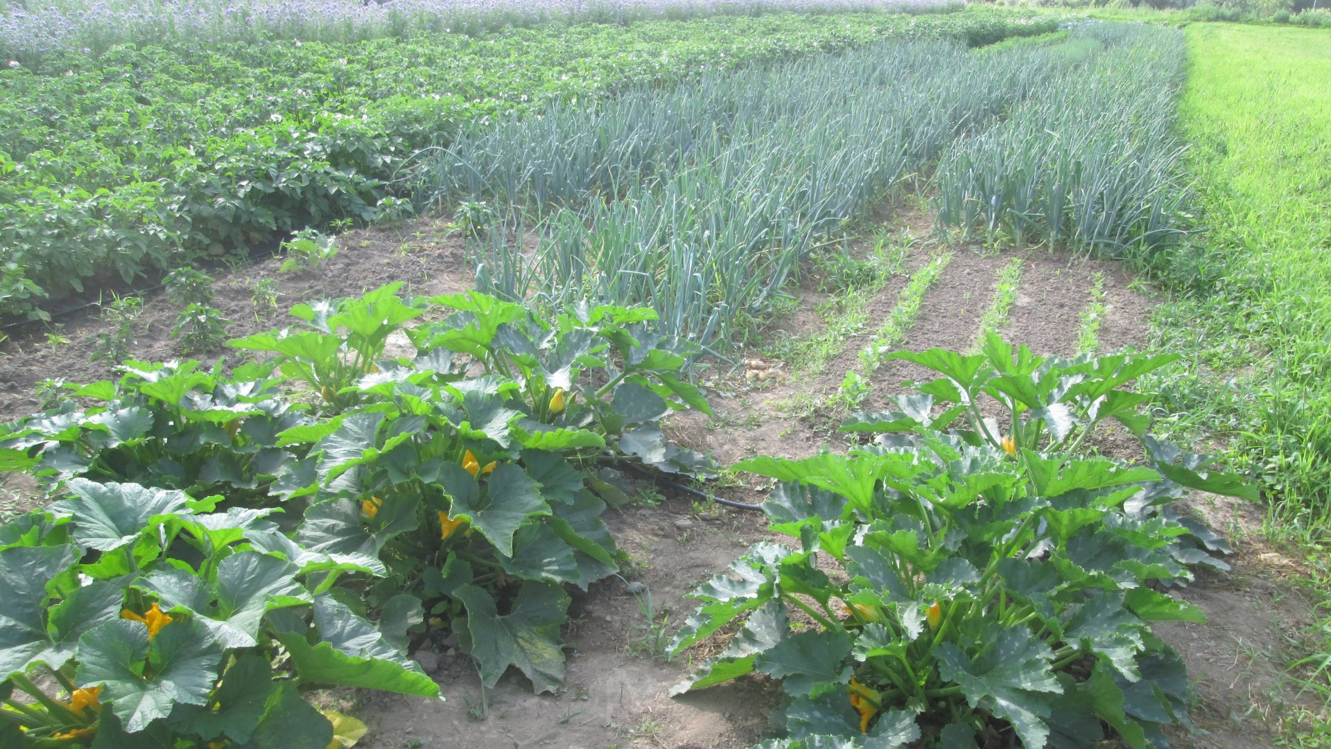 Работы в огороде в июле