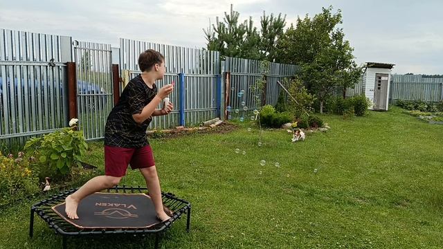 папильон играет