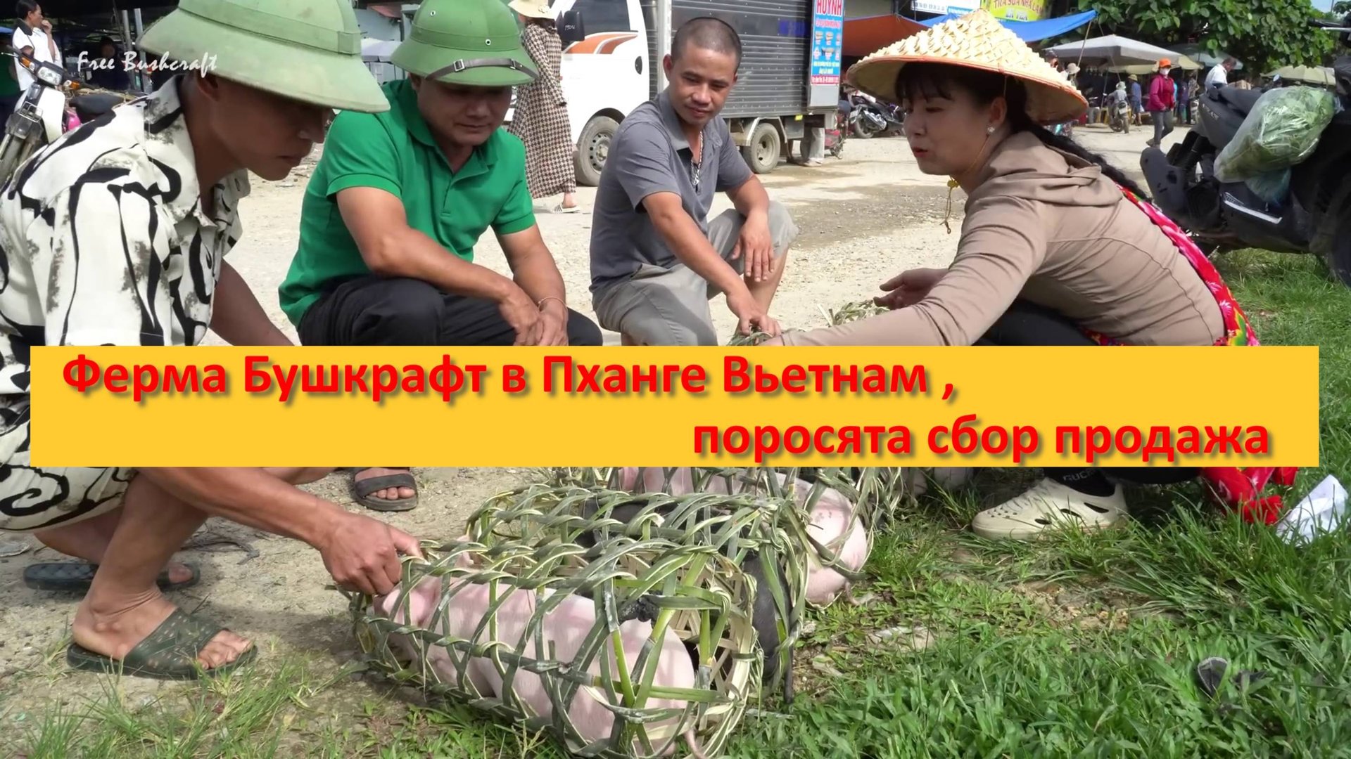 Ферма Бушкрафт в Пханге Вьетнам , поросята сбор продажа смотреть онлайн