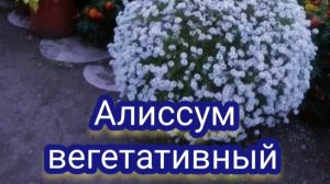 Выращивание алиссума. Условия и борьба с вредителями.