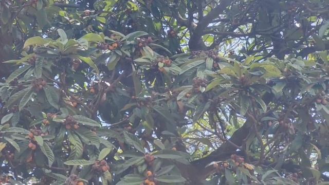 Что растёт в Сочи?