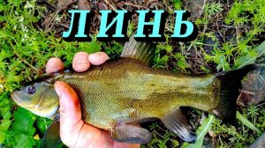 Как ловить ЛИНЯ на удочку. Рыбалка на пруду