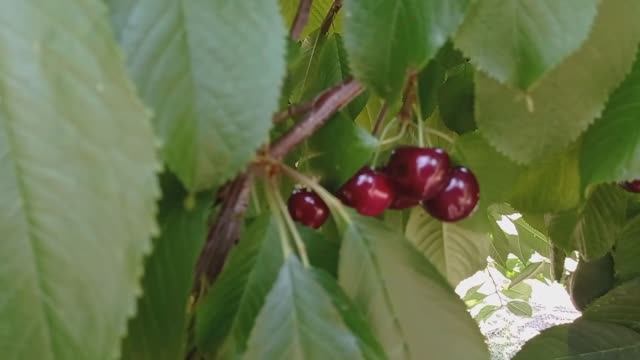 Черешня Гудзон (Хадсон, Hudson)