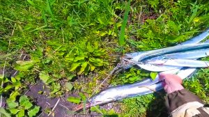 Рыбалка с ночевкой на море в Приморье