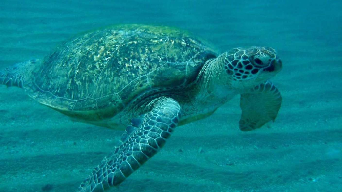 подводный мир красного моря Шарм ЭЛЬ Шейх 2025 . РИФ отелей Amphoras beach MONTECARLO смотреть онлайн