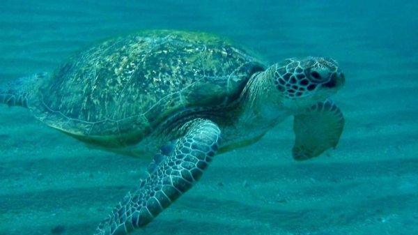 подводный мир красного моря   Шарм ЭЛЬ Шейх 2025 . РИФ отелей  Amphoras beach MONTECARLO