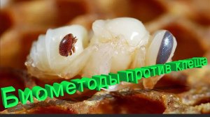 Клещи боятся этого! Биологический способ защиты от профессора Кашковского