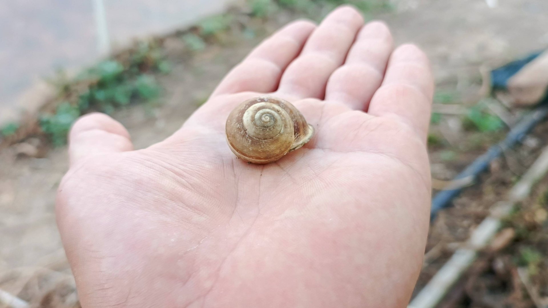 Слизни и улитки за 5 минут! Жесткий эксперимент с метальдегидом – работает ли? смотреть онлайн