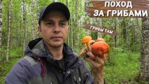 Поход за грибами. Насобирал за 20 минут.