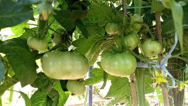 ОБЗОР БАКЛАЖАНОВ. 2-я СТОРОНА ГРЯДЫ. смотреть онлайн