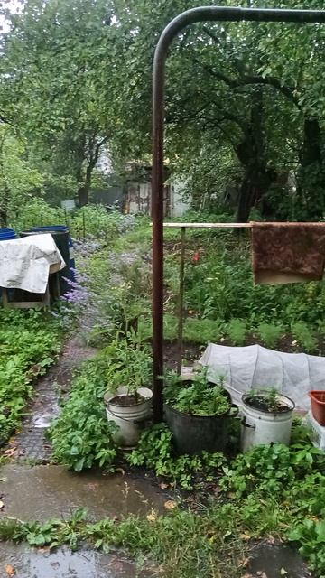 летний дождь смотреть онлайн