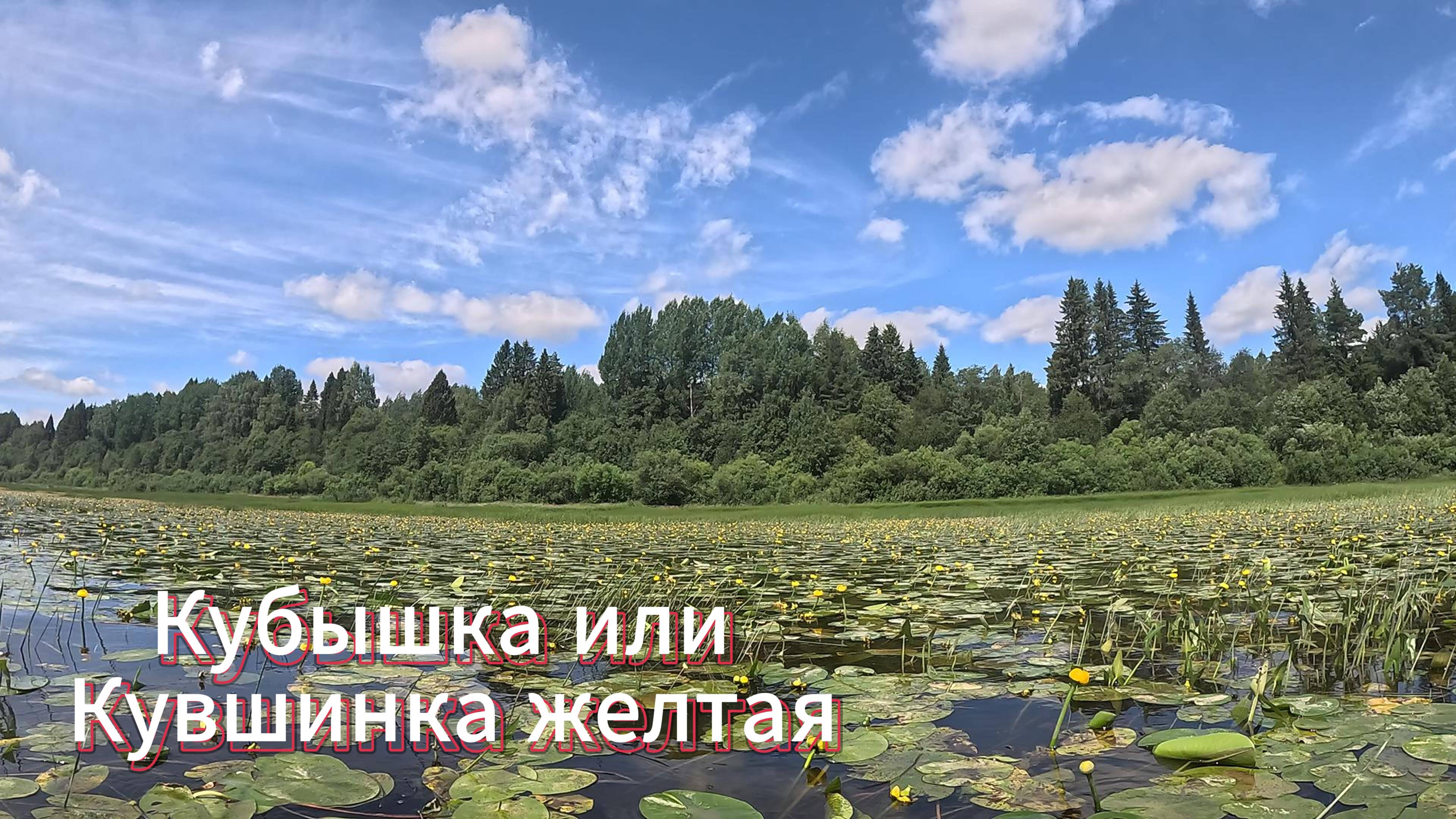 Кувшинка или Кубышка желтая. смотреть онлайн