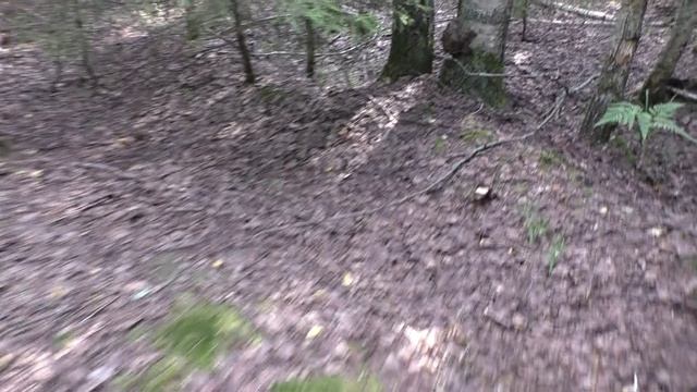 Грибы в лесу в жару! ЖАРА А ГРИБОВ НАБРАЛ! смотреть онлайн