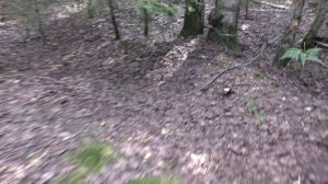 Грибы в лесу в жару! ЖАРА А ГРИБОВ НАБРАЛ!