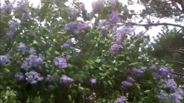 ВЕСЕННИЙ ВЕТЕР / 2011