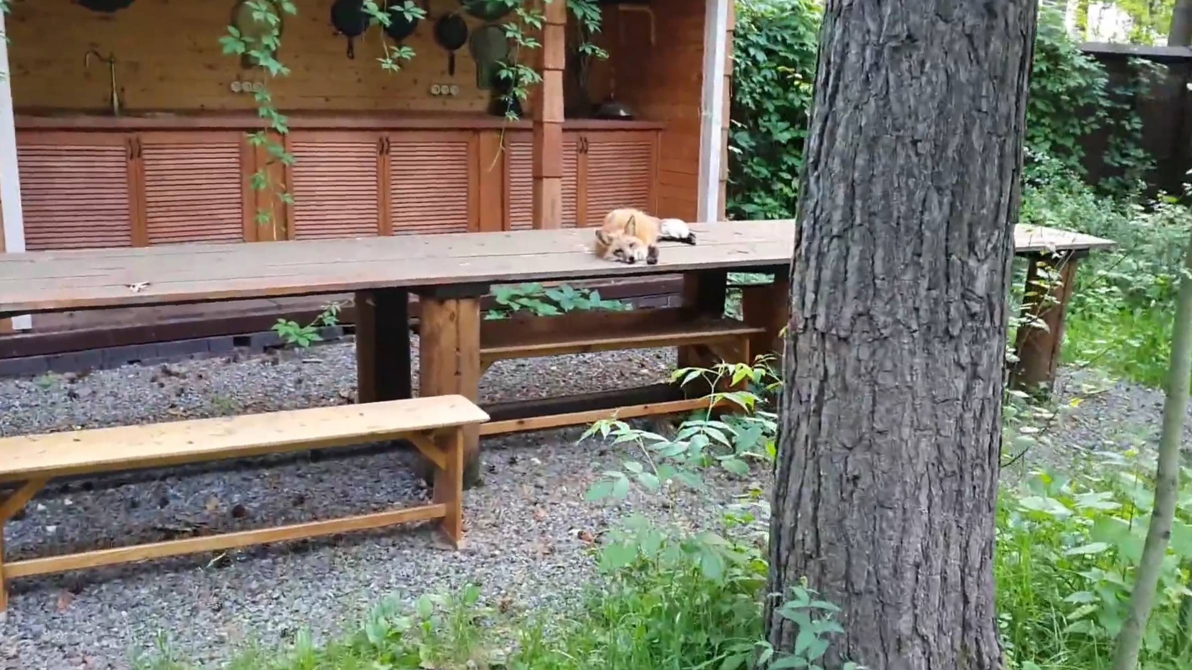 Лиса-Алиса. Купание лисы в жару. Лиса учится нырять смотреть онлайн