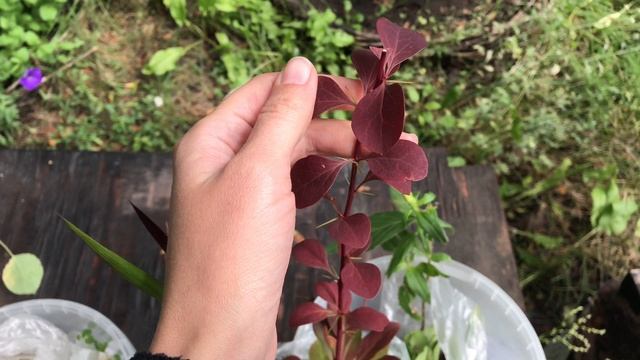 Вернулась из отпуска с новыми растениями для дачи смотреть онлайн