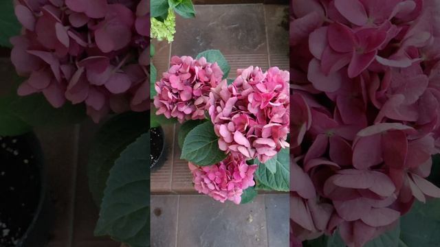 Гортензии-на 12.07.25г.mp4