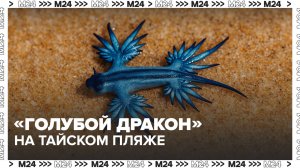 На тайском пляже Карон нашли ядовитого "голубого дракона" — Москва 24
