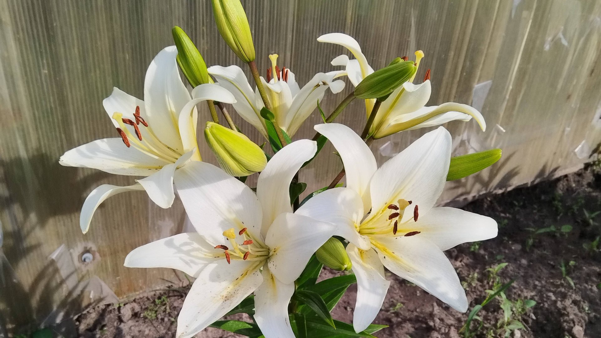 Доброе утро июль смотреть онлайн