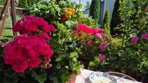 Грозы и жара под 40.Протеин на завтрак.Окрошка на обед.ДЕЛА САДОВЫЕ