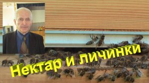 Нектар и личинки в одной ячейке: зачем пчёлы нарушают все правила? Объясняет профессор Кашковский