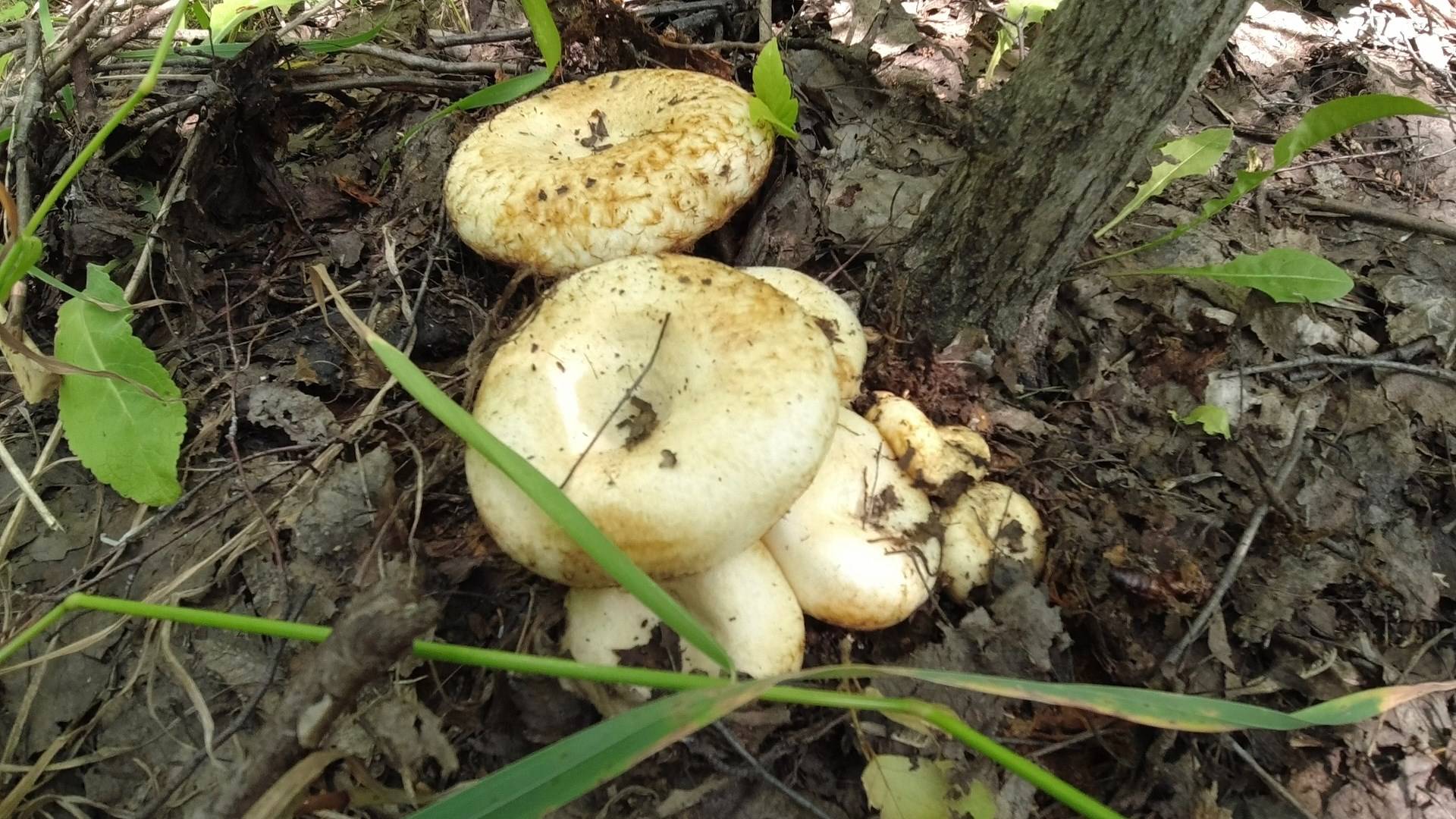 Ведро Груздей за полчаса в посадке Тихая охота в Самарской области