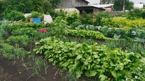 Огородные работы 12 июля собираю урожай и делаю заготовки на зиму. Мои томаты.