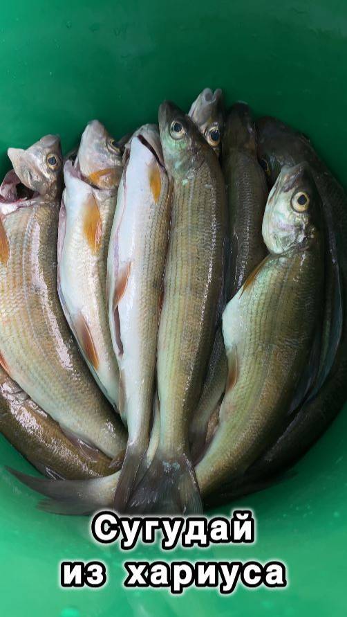 Эту рыбу можно есть в сыром виде. Рецепт пятиминутка коренных народов севера - Сугудай