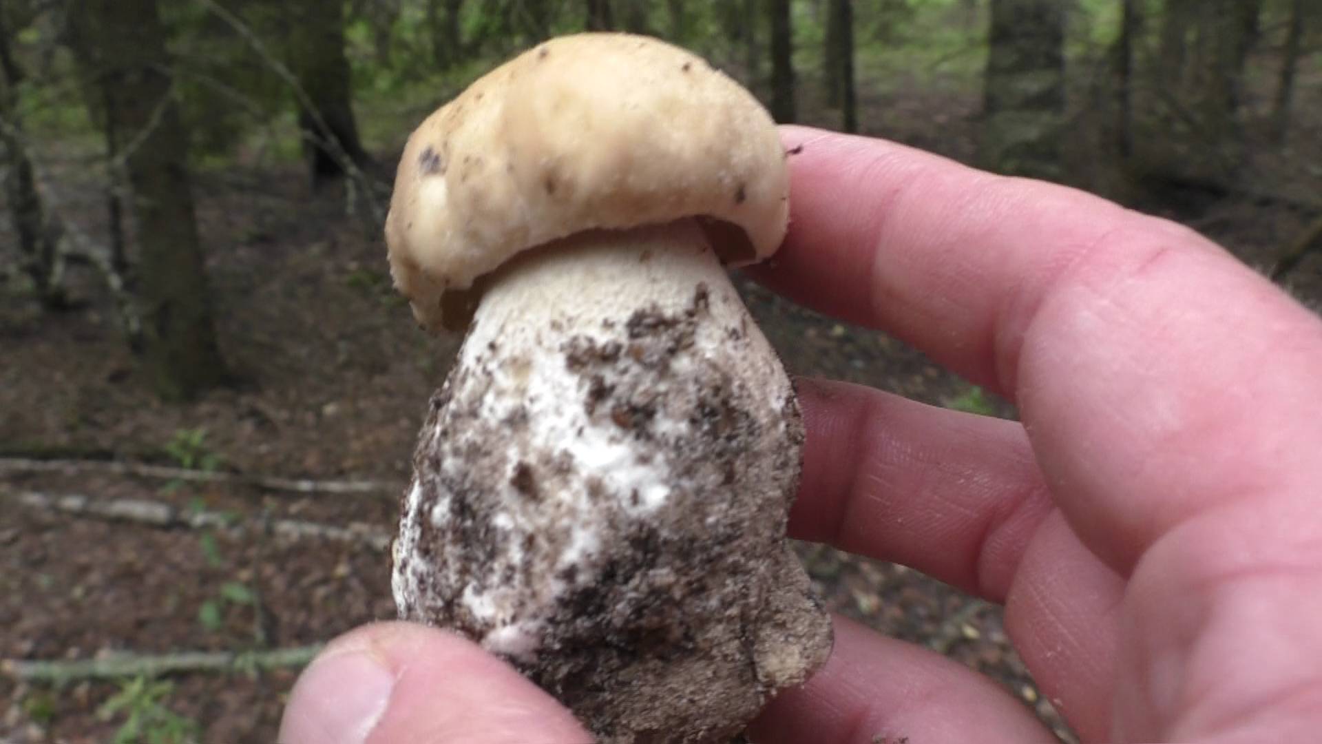 По грибы в лес с пацанами! смотреть онлайн