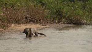 Битвы Животных Без Правил, Случайно Снятые на Камеру