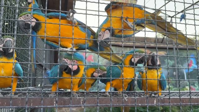 Борьба СИНЕЖЕЛТЫХ! Ара гавкает. Парк Львов Тайган смотреть онлайн