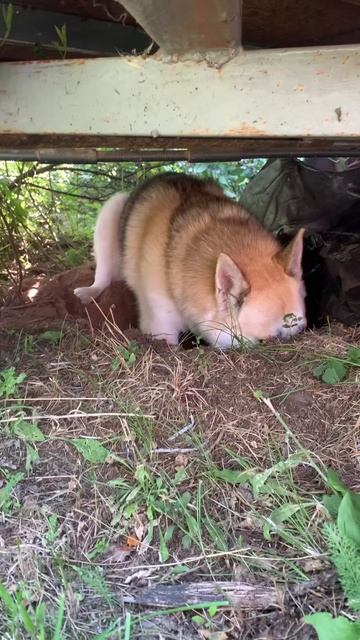 Копай глубже
#хаски #щенок #собака #домашниеживотные #БрюликиЛиска #dog смотреть онлайн