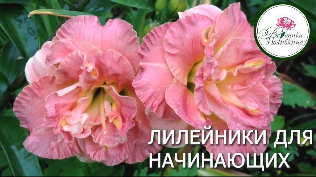 ЛИЛЕЙНИКИ ДЛЯ НАЧИНАЮЩИХ смотреть онлайн