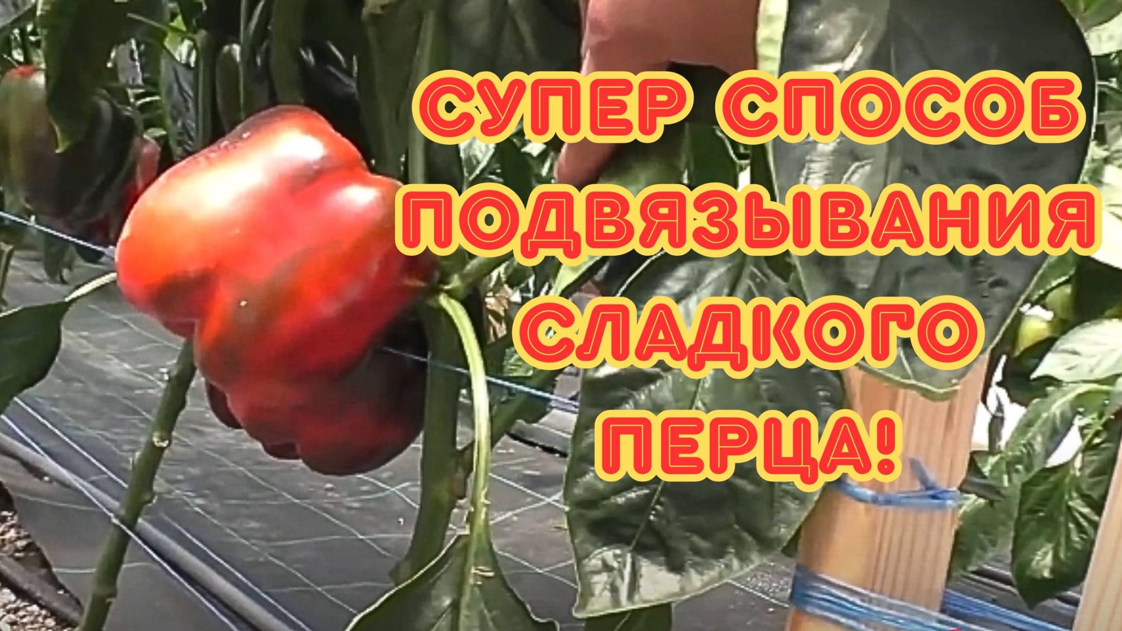 Гениальный способ подвязки сладкого перца смотреть онлайн