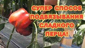 Гениальный способ подвязки сладкого перца
