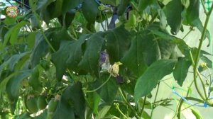 Как мы вырастили маракуйю из семян дома