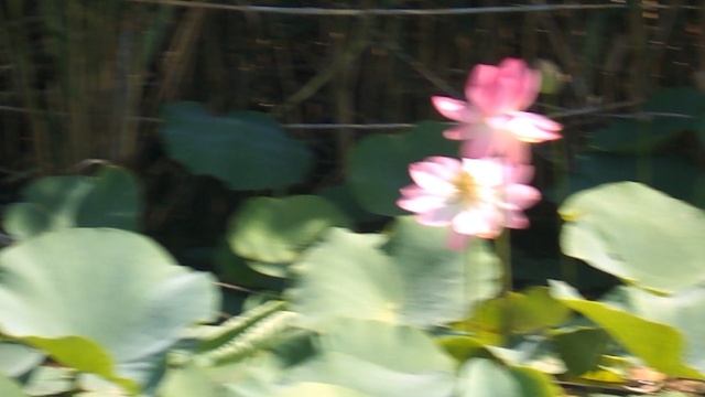 DSCN8187Лотосовый рай бассейн санатория ЛАГА июль 2025