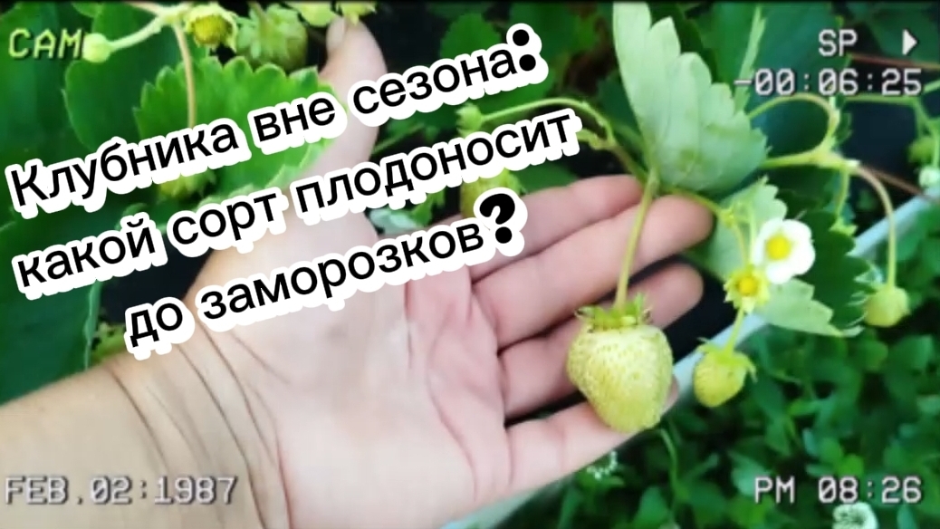 Клубника вне сезона: какой сорт плодоносит до заморозков?