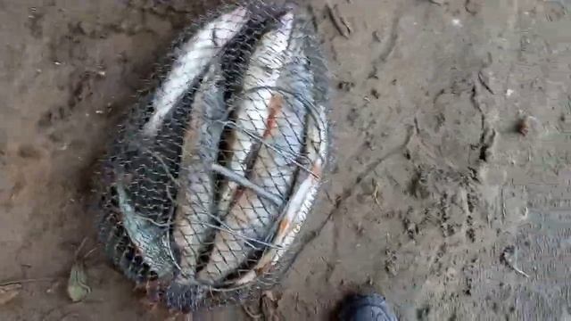 Рыбалка на хищную Рыбу. Река Обь, протока. смотреть онлайн