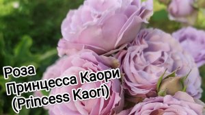 Роза Принцесса Каори (Princess Kaori) МИНИ обзор сада.