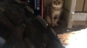 Мопеды сериал | Серия 641