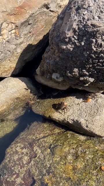 Каждому крабику по креветке смотреть онлайн