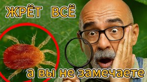 🕷 Паутинный клещ: как определить и как бороться