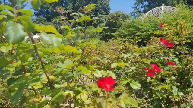 Сочи. Парк РИВЬЕРА