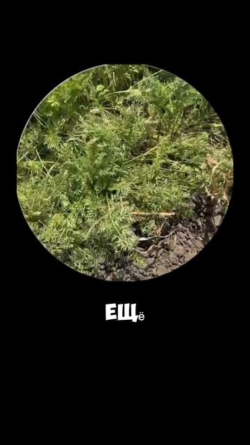 Чеснок #жизнь #жиза #личность #влог #этожизнь #повседневнаяжизнь #лайфстайл #мотивациянауспех