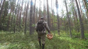 ВСХОДЯТ КАК ЦВЕТЫ, ТОЛЬКО УСПЕВАЙ! ОЧЕРЕДНОЙ ВЫХОД ПОДОСИНОВИКА \ МОЙ РЕЦЕПТ, СБОР ГРИБОВ 2025!