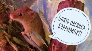 Мышка-малютка выбирает себе овсинку на завтрак